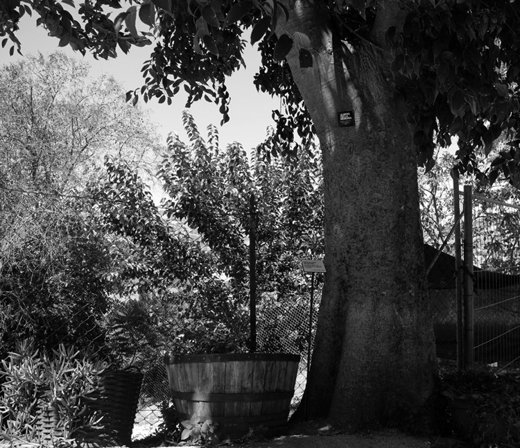 Albero della Memoria