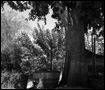 Albero della Memoria